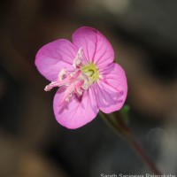 <i>Oenothera rosea</i>  L'H  r. ex Aiton